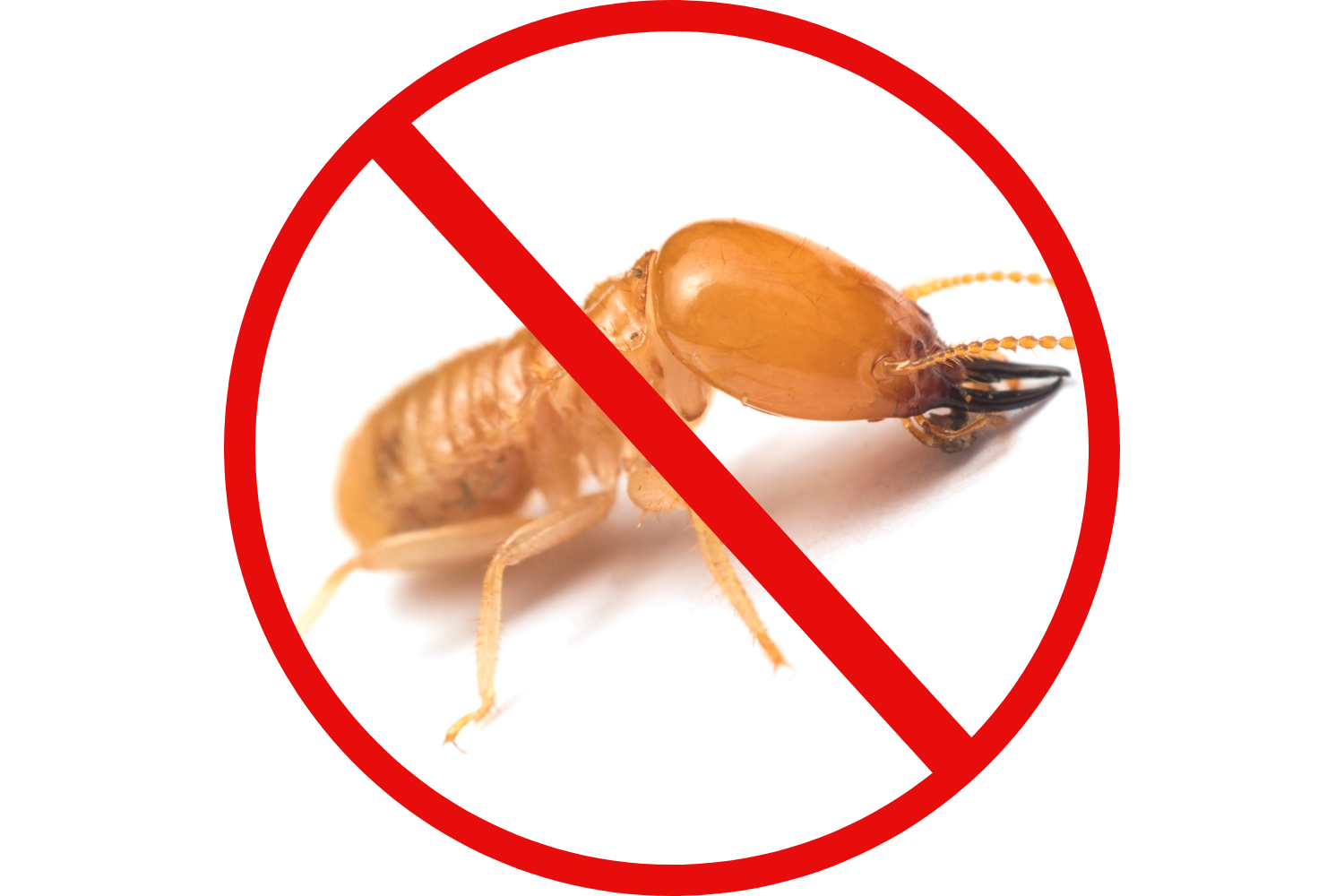 termite-control-the-sentry-way