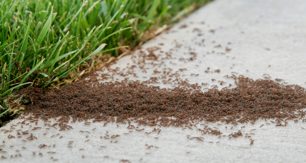 ant infestation on sidewalk 