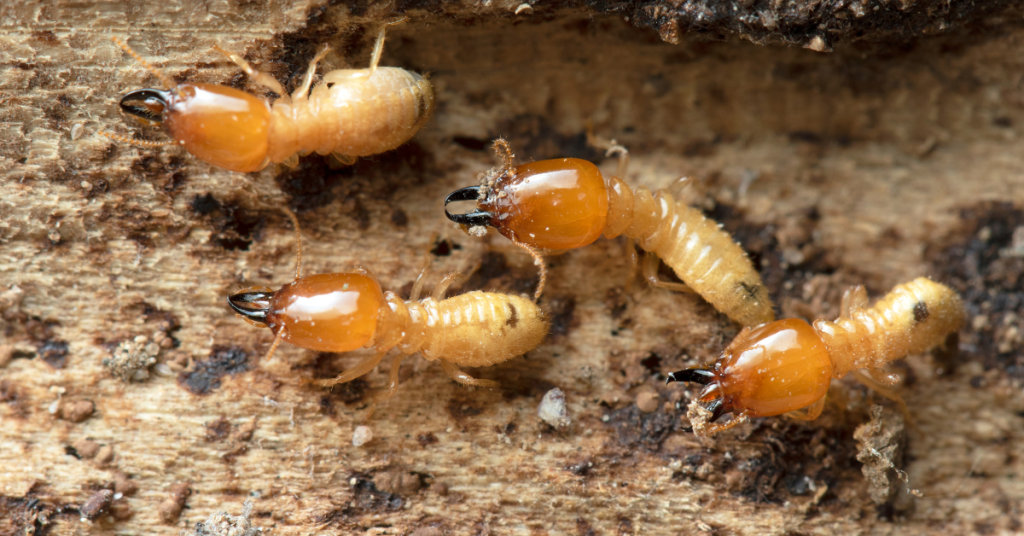 termite pests in nest