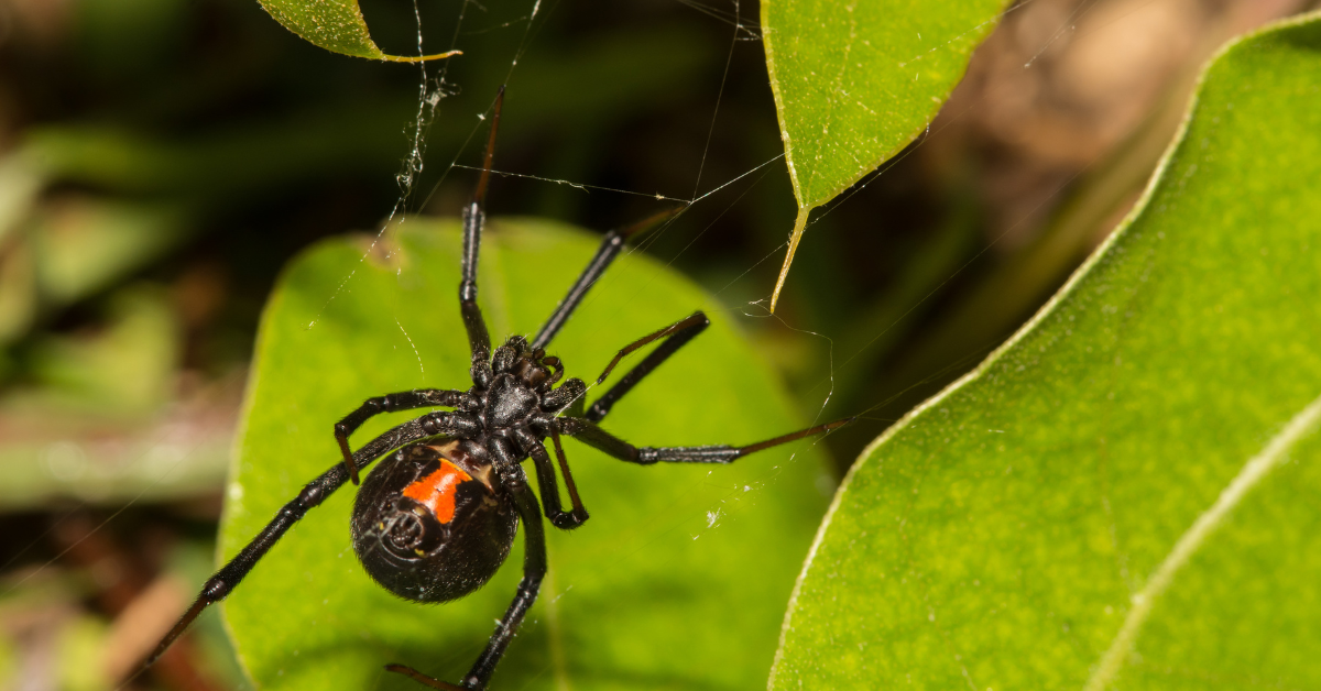 female black widow spider