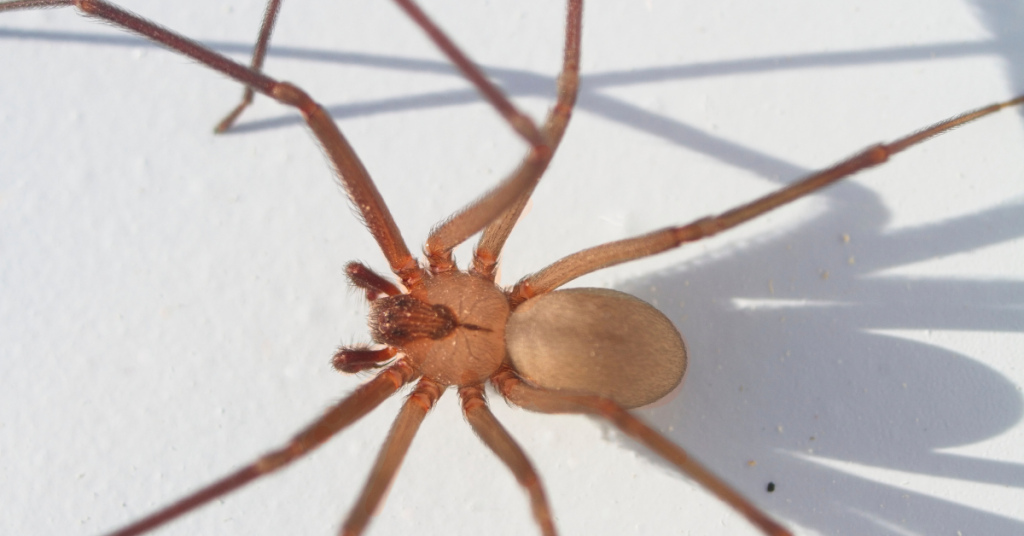 brown recluse spider