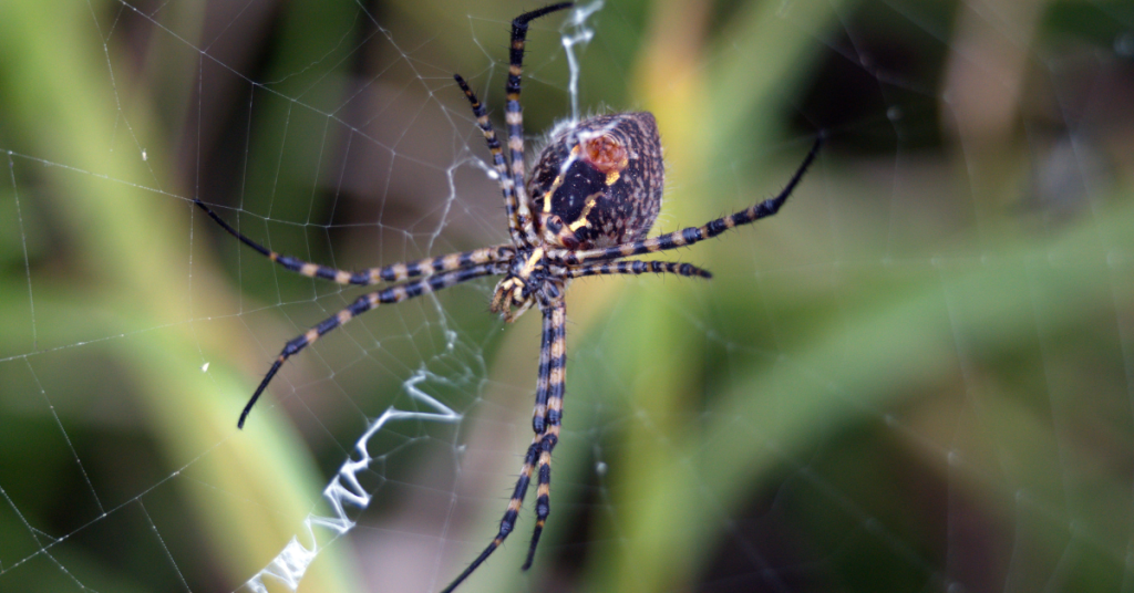 orb weaver spider pest