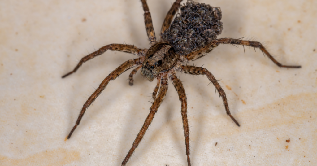 wolf spider pest and babies