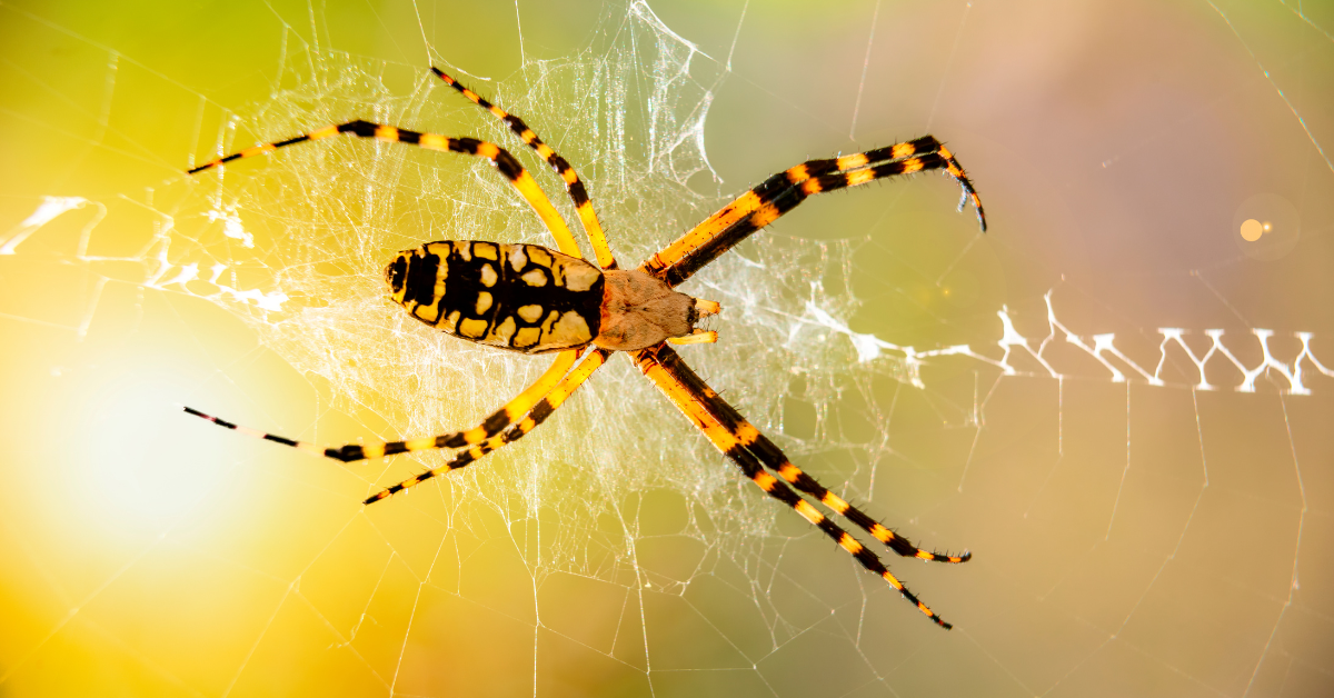 yellow garden spider