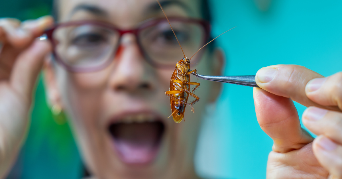 person holding cockroach pest with tweezers