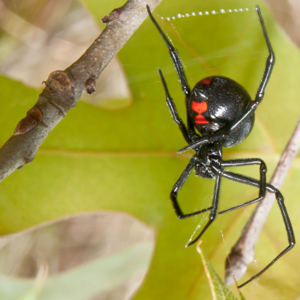 Black widow spider