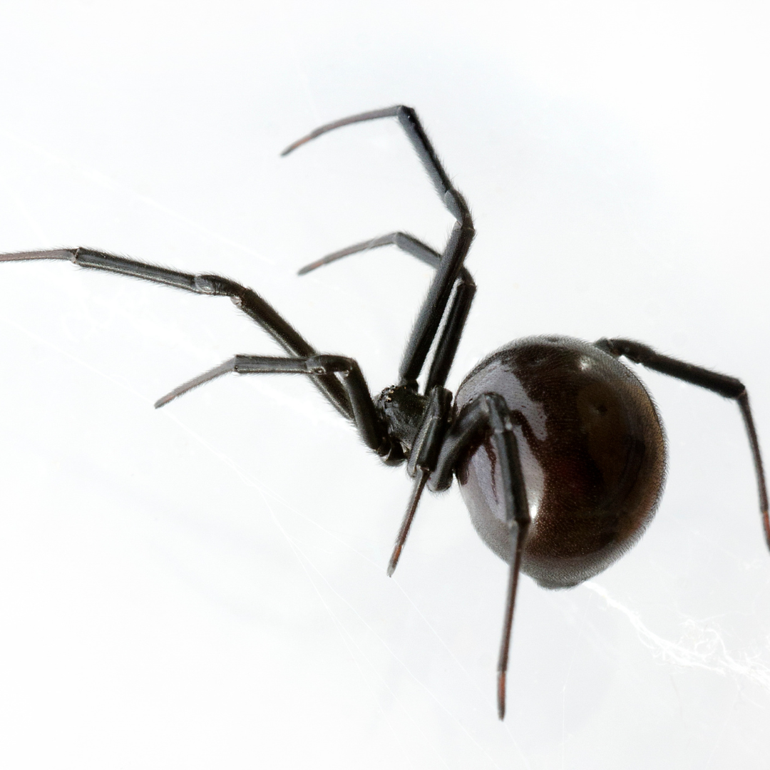 female black widow spider pest