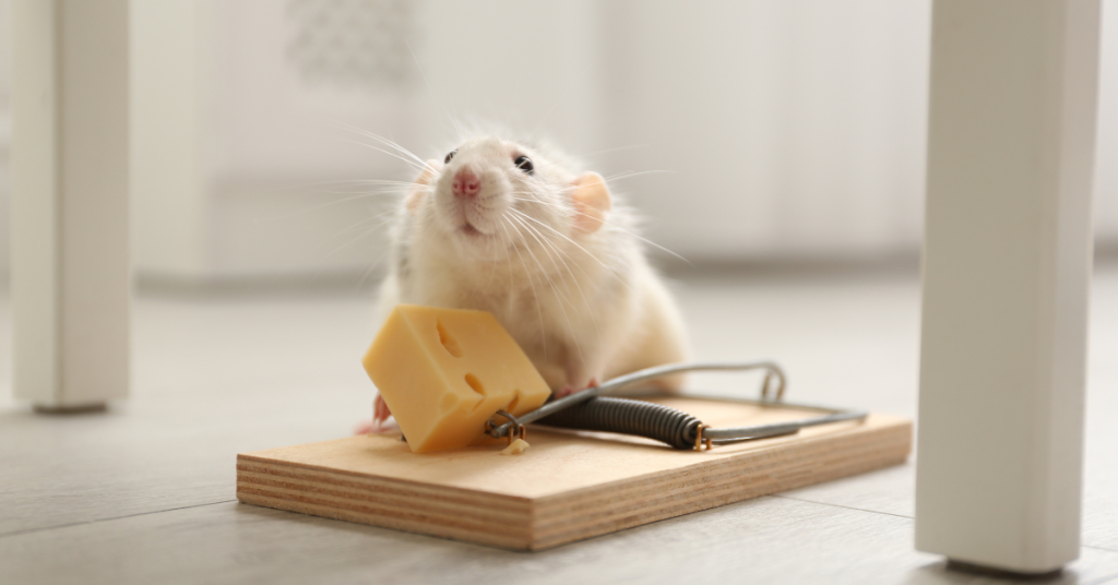 mouse rodent inside a home