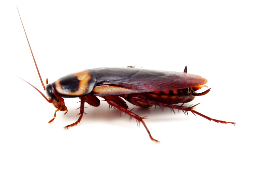 american roach pest