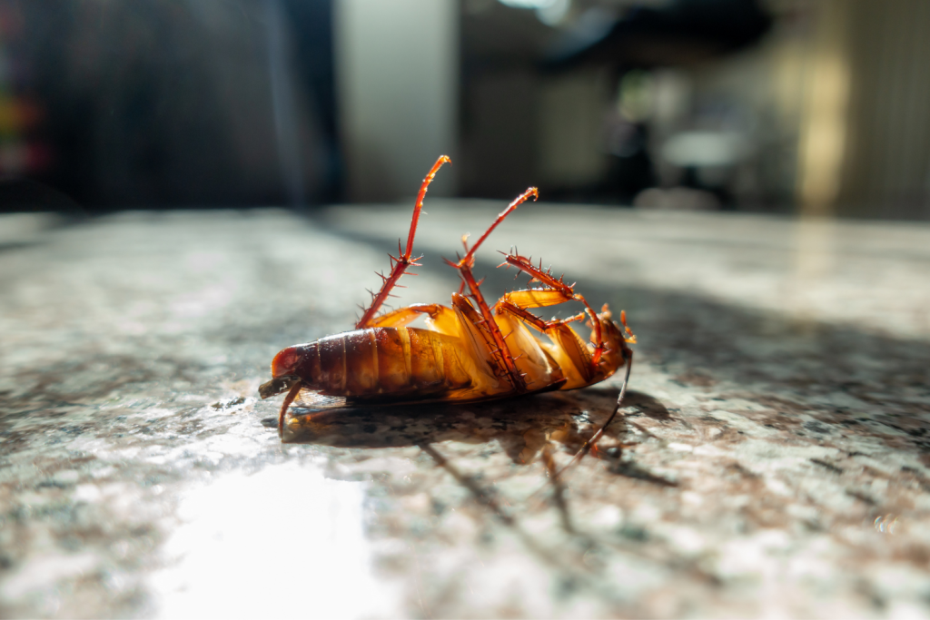 cockroach pest