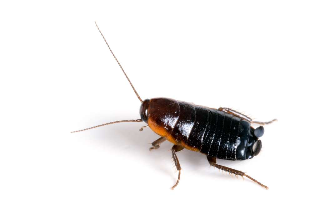 oriental cockroach