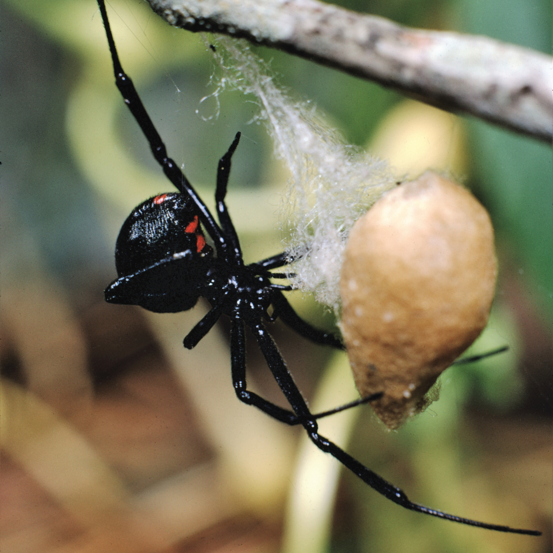 black widow spider