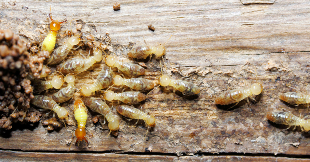 termite pests