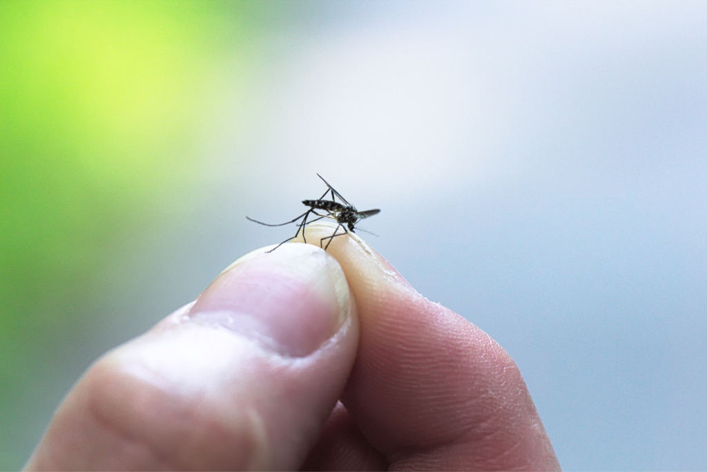 mosquito pest held between finger and thumb